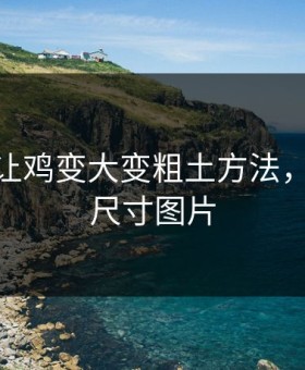 怎么能让鸡变大变粗土方法，18公分尺寸图片